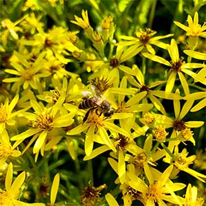bee
